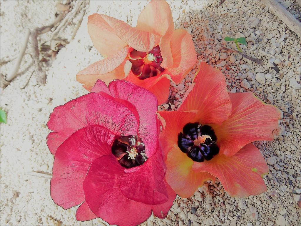 Yoisama Sunrise Beach House Ishigaki  外观 照片